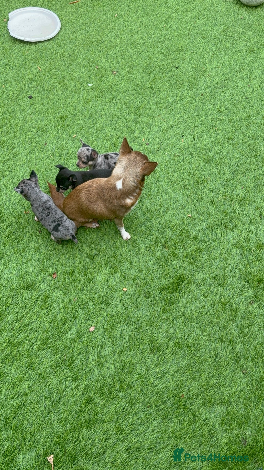 Chihuahua dogs for sale: Chihuahua puppies  - Image 1