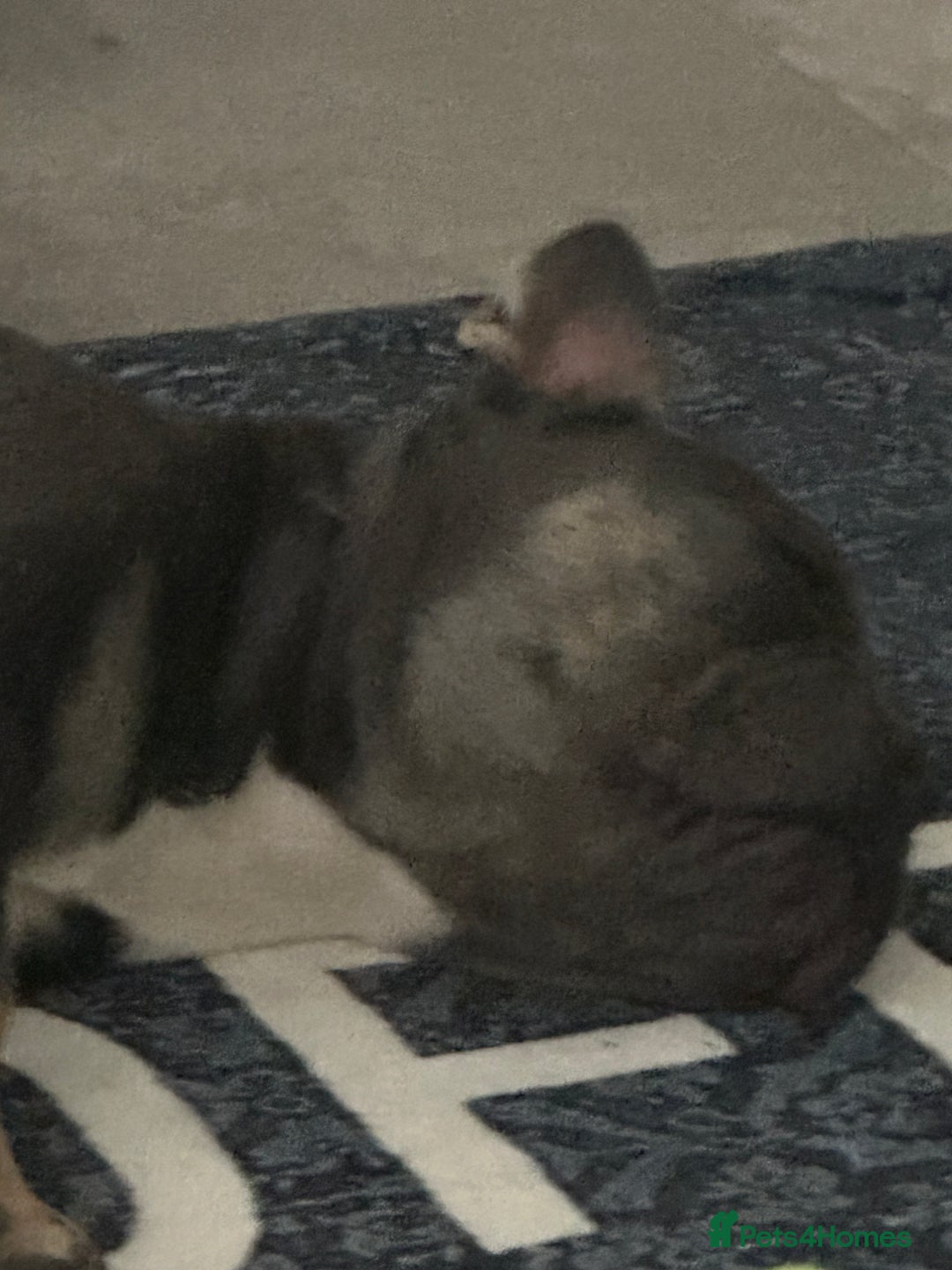 French Bulldog dogs for sale: French Bulldog Blue & Tan - Image 1
