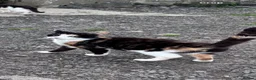 Mixed Breed cats for sale: Beautiful litter of kittens - Advert 3