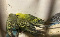 Budgerigars birds for sale: Budgies for sale, all in good health… - Image 3