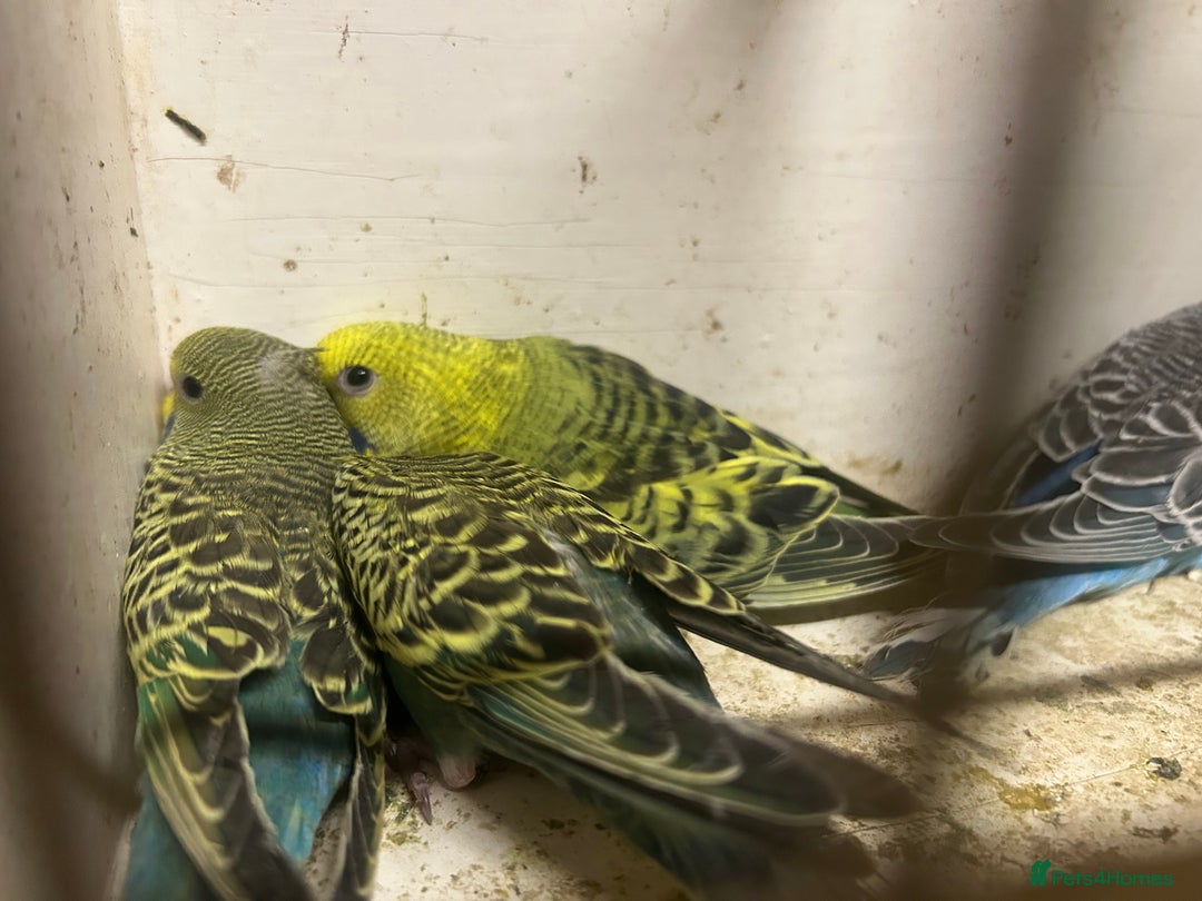 Budgerigars birds for sale: Budgies for sale, all in good health… - Image 3
