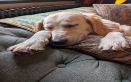 Golden Retriever dogs for sale: ❤️ Superb Litter of Golden Retriever Puppies ❤️ - Image 2