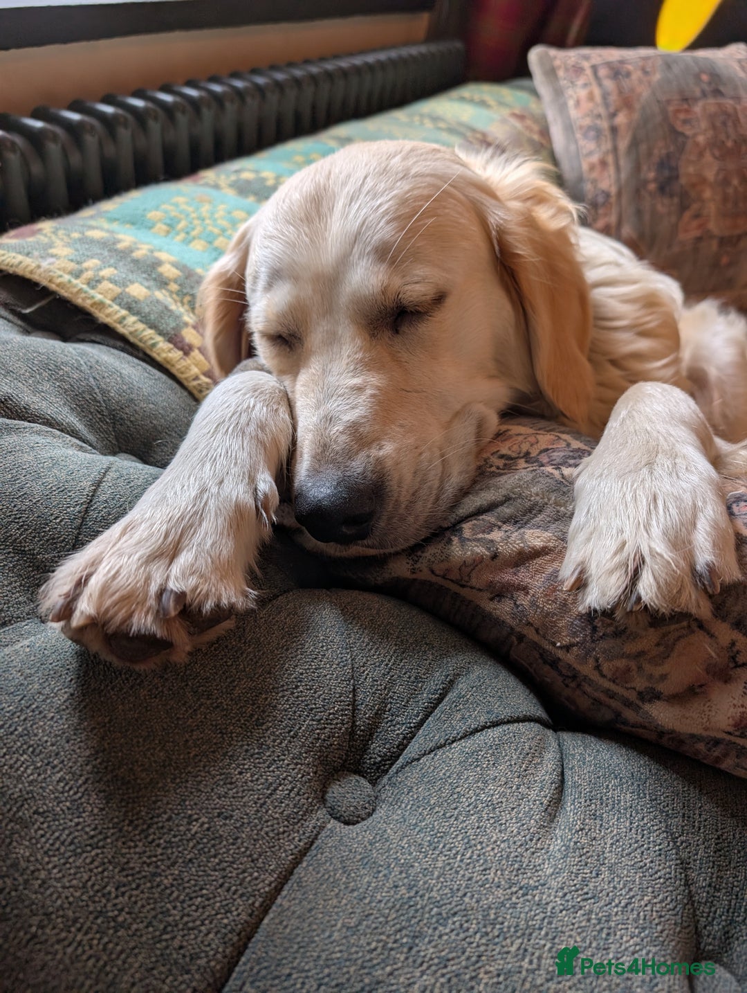 Golden Retriever dogs for sale: ❤️ Superb Litter of Golden Retriever Puppies ❤️ - Image 2