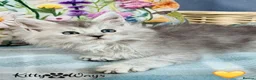 Maine Coon cats for sale: 🐾💠 *TICA REG* SILVER MAINE COON KITTENS 💠🐾 - Advert 9
