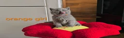 British Shorthair cats for sale: British Shorthair kitten - Advert 7