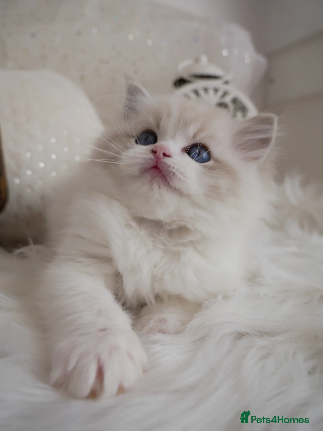 Ragdoll cats for sale: Exquisite High-End Quality Ragdolls Lynx / Bicolor - Advert 15