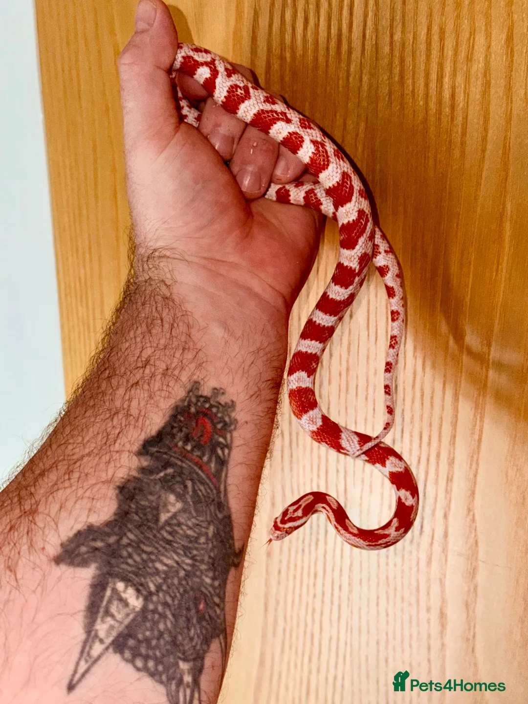 Corn Snake reptiles for sale: Amel het scalesless het cinder cornsnake  - Advert 2