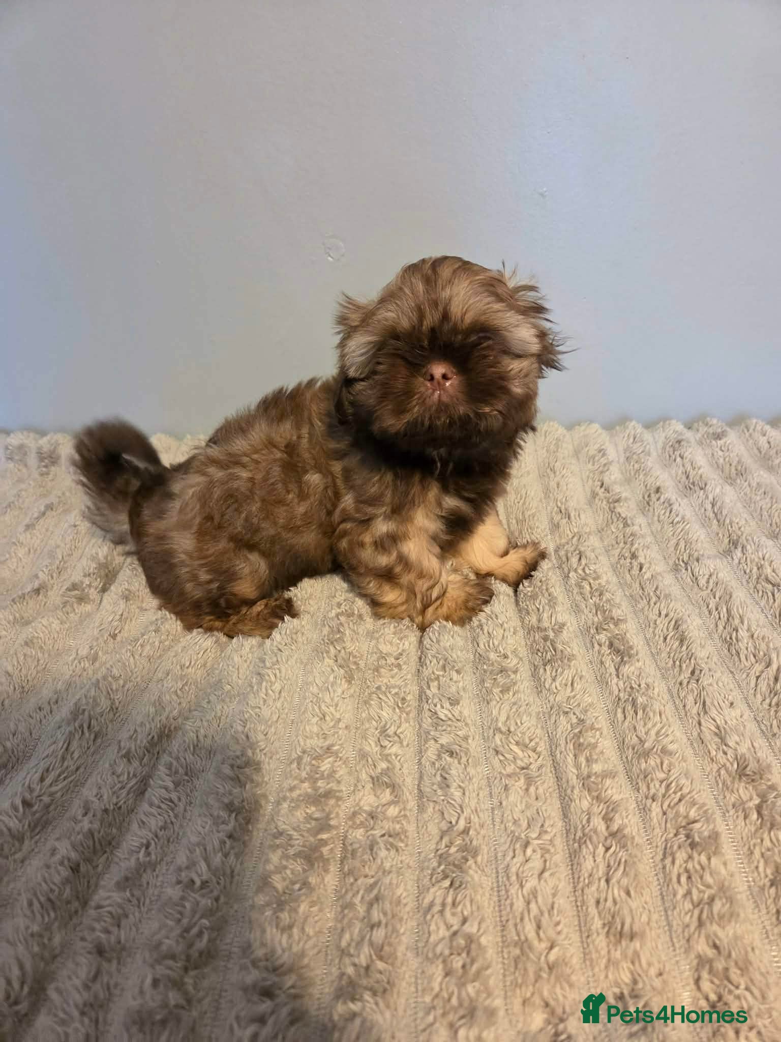 Shih Tzu dogs Beautiful shih tzu babies - Advert 1