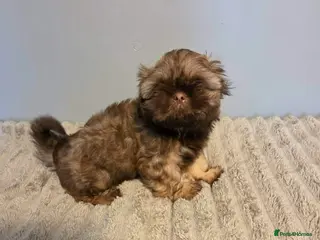 Shih Tzu dogs Beautiful shih tzu babies - Advert 1