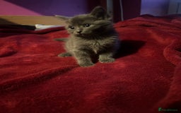 Ragdoll cats for sale: 2 adorable 1/4 ragdoll kittens available  - Image 9