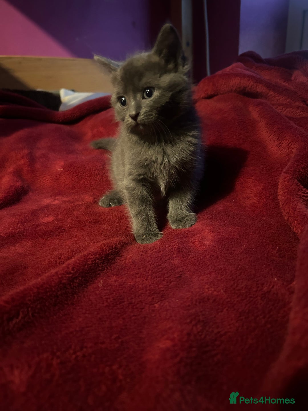 Ragdoll cats for sale: 2 adorable 1/4 ragdoll kittens available  - Image 9