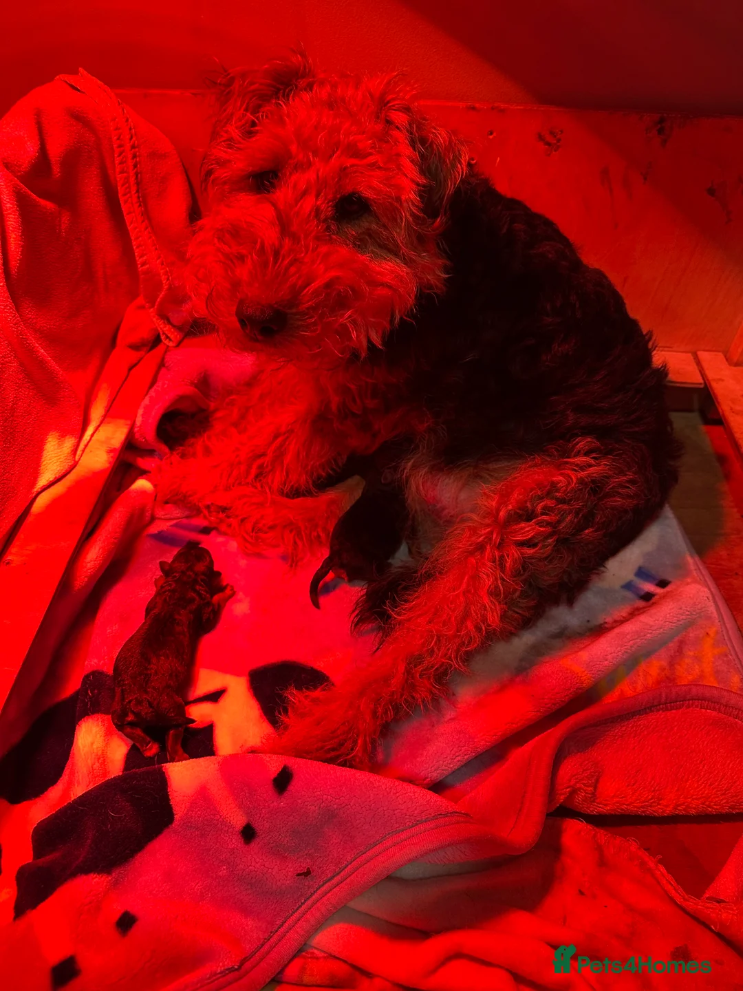 Welsh Terrier dogs for sale: Beautiful litter of Welsh Terrier Pups - Advert 4