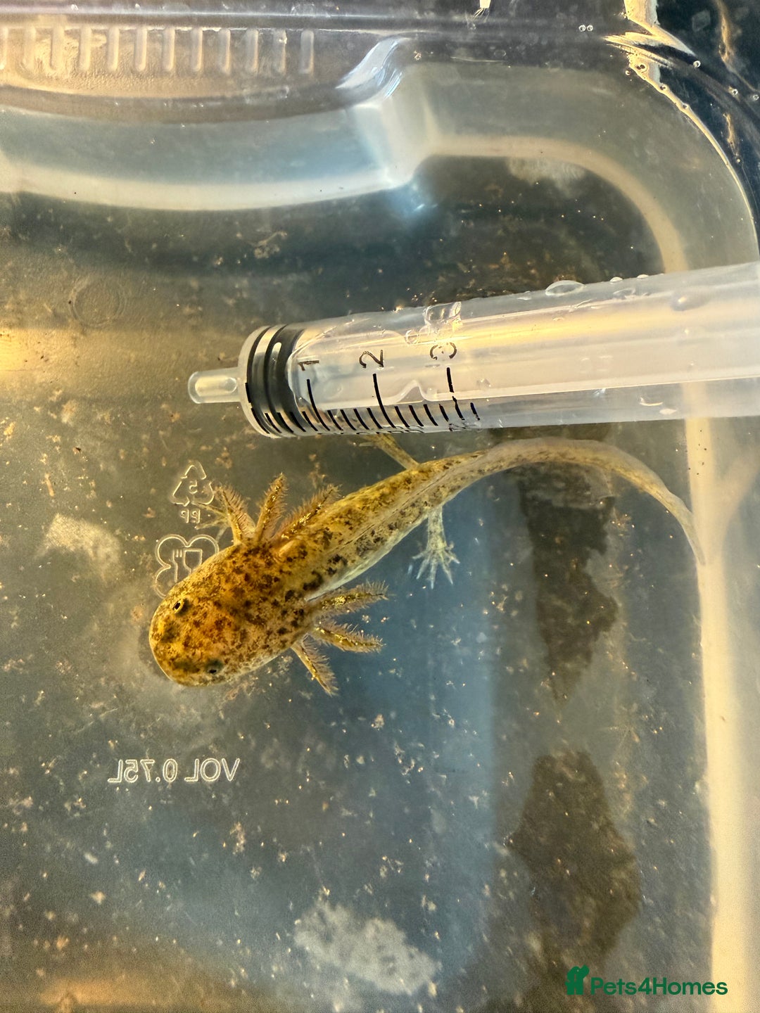 Axolotl reptiles for sale: Axolotls various morphs - Advert 3