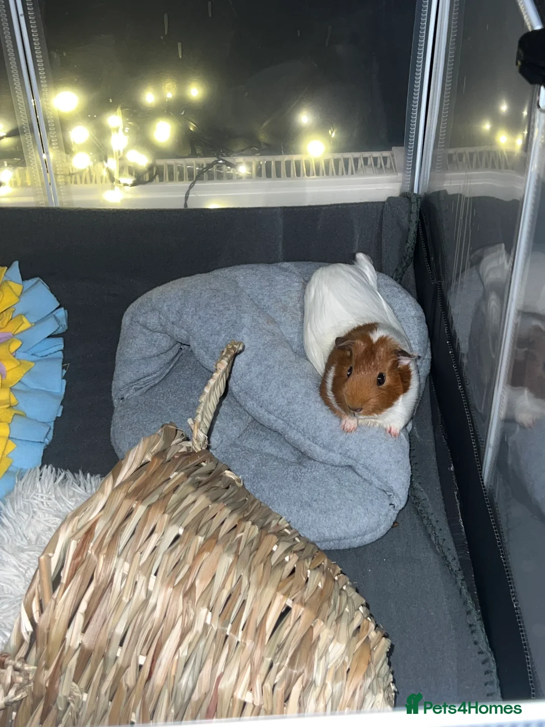 Guinea Pig rodents for sale: 2 guinea pigs - Advert 5