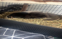 Guinea Pig rodents for sale: 2 guinea pigs free to good home - Image 4