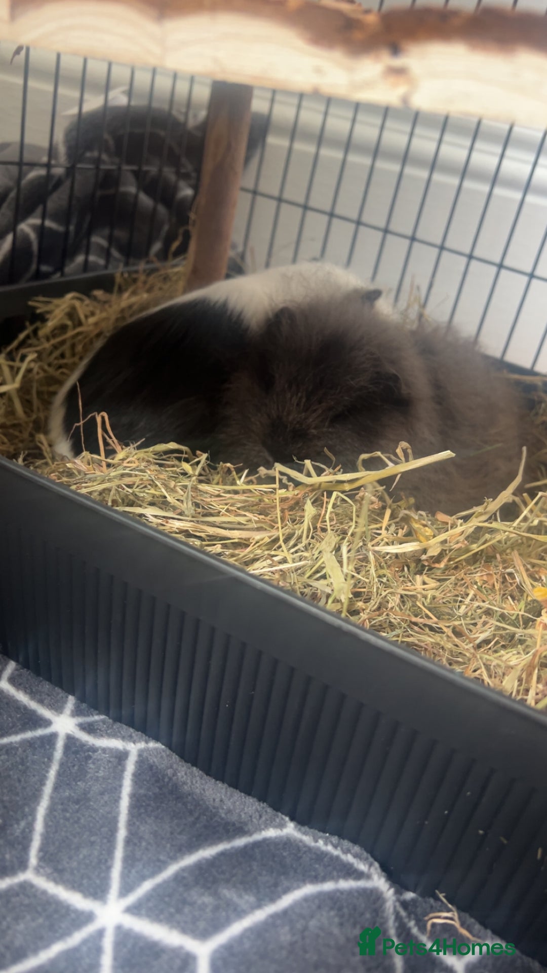 Guinea Pig rodents for sale: 2 guinea pigs free to good home - Image 4