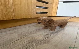Cockapoo dogs for sale: F1B Miniature cockapoo puppies🌟DNA health checked - Image 13