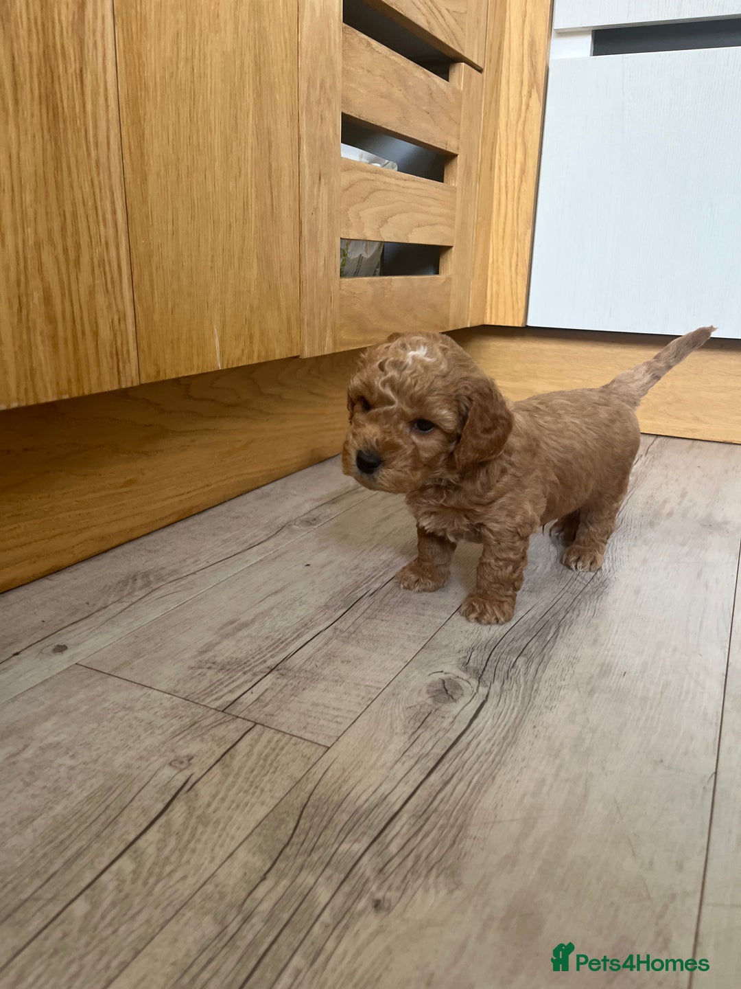 Cockapoo dogs for sale: F1B Miniature cockapoo puppies🌟DNA health checked - Image 13