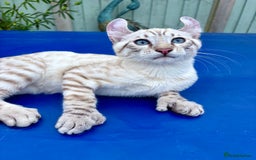 Keetso cats for sale: The best Keetso boy ever  - Image 22