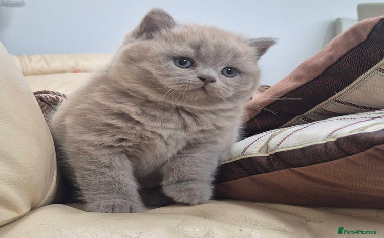 British Shorthair cats - Advert 1
