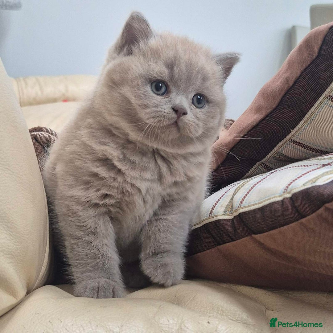 British Shorthair cats for sale: 1 Beautiful British short lilac colour - Image 1