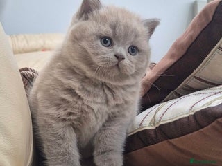 British Shorthair cats - Advert 32