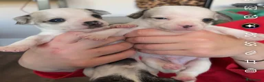 Mixed Breed Puppy 4