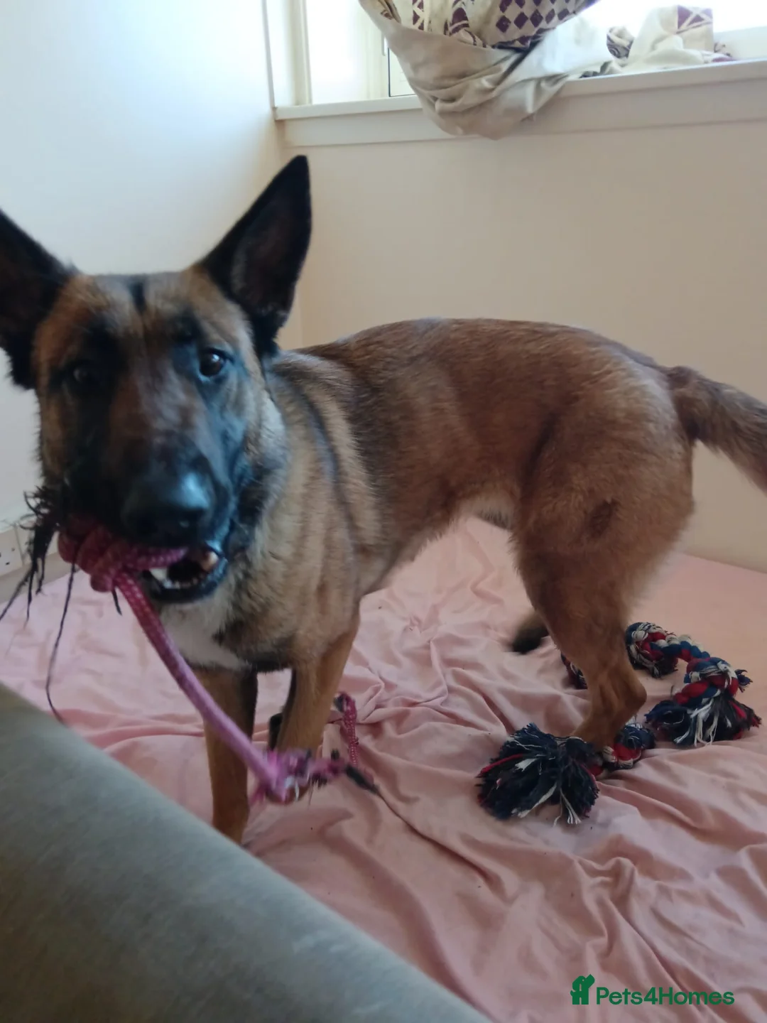 Belgian Shepherd Dog dogs for sale: Beautiful Belgium Malinois  in London - Advert 12