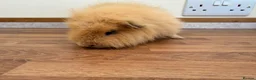 Guinea Pig rodents for sale: Swiss boar - Advert 5