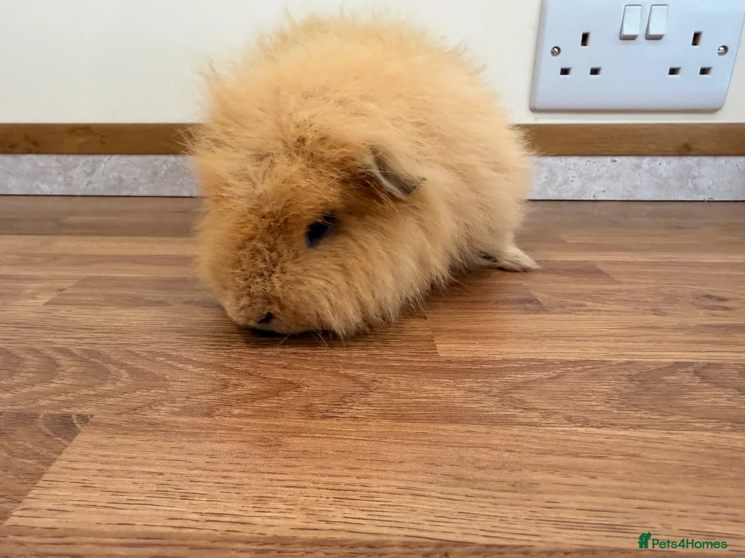 Guinea Pig rodents for sale: Swiss boar - Advert 5
