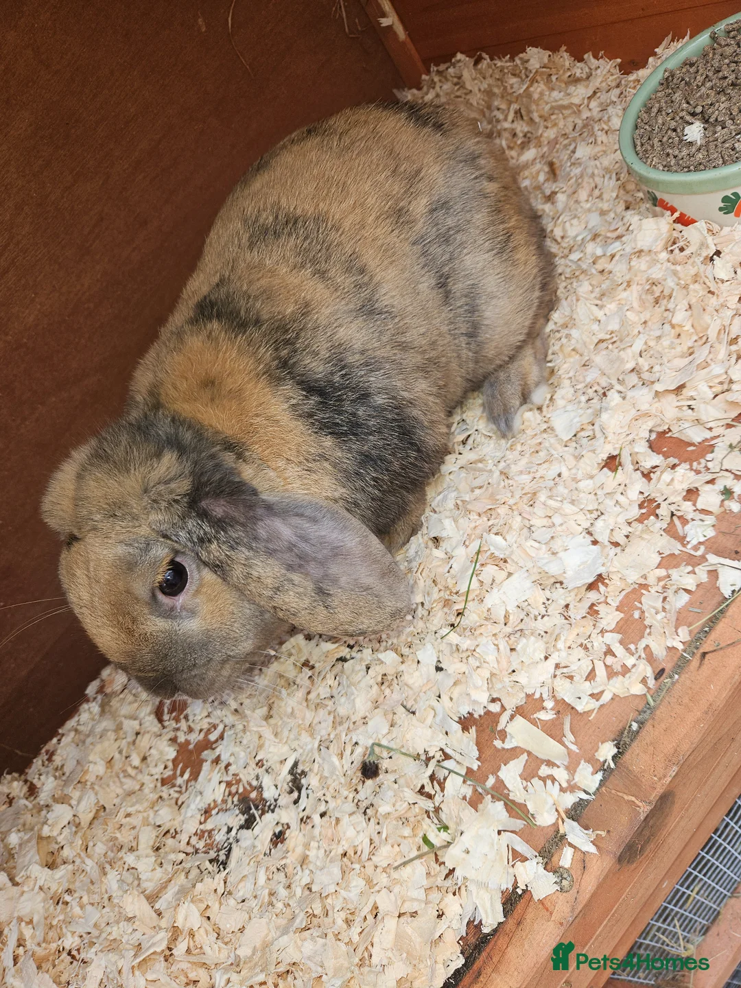 Dutch rabbits for sale: Mini lop x rex baby rabbits  - Advert 16