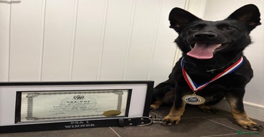 German Shepherd dogs Working German Shepherd Puppies - Advert 14