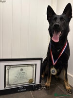 German Shepherd dogs Working German Shepherd Puppies - Advert 5