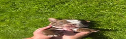 English Bulldog dogs for sale: Bulldogs - Advert 10