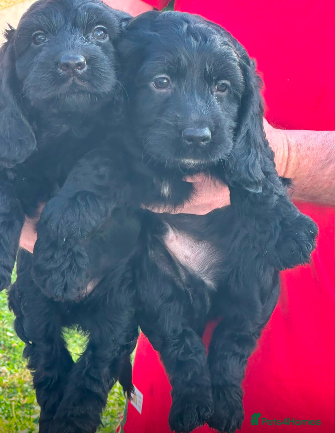 Cockapoo dogs Cockapoo Puppies Show Type - Advert 3