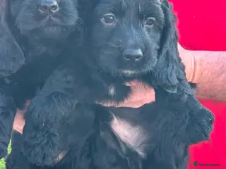 Cockapoo dogs Cockapoo Puppies Show Type - Advert 3
