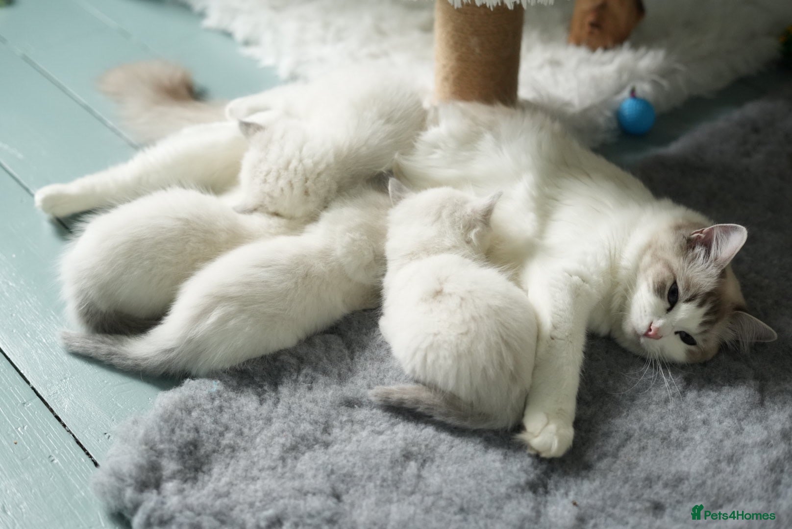 Ragdoll cats GCCF Registered Ragdoll kittens- 2 neutered boys - Advert 2