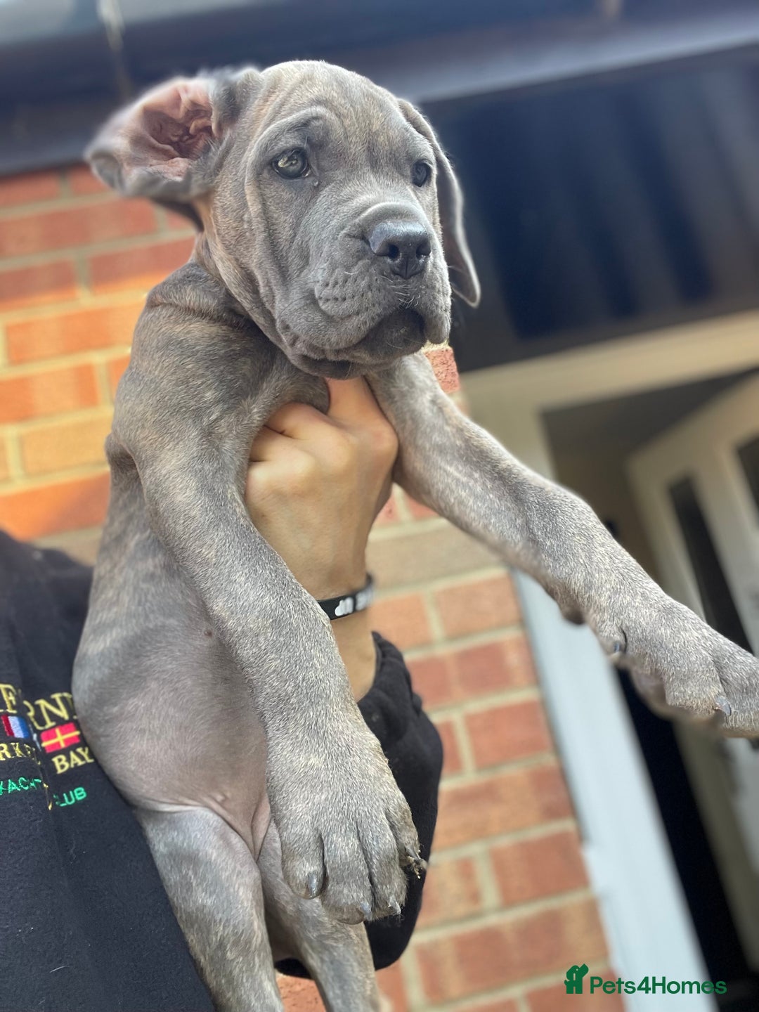Cane Corso dogs for sale: Cane corso puppies 10 weeks old - Image 6