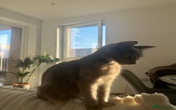 Mixed Breed cats for sale: Beautiful Domestic Shorthair Kittens grey / black - Image 11