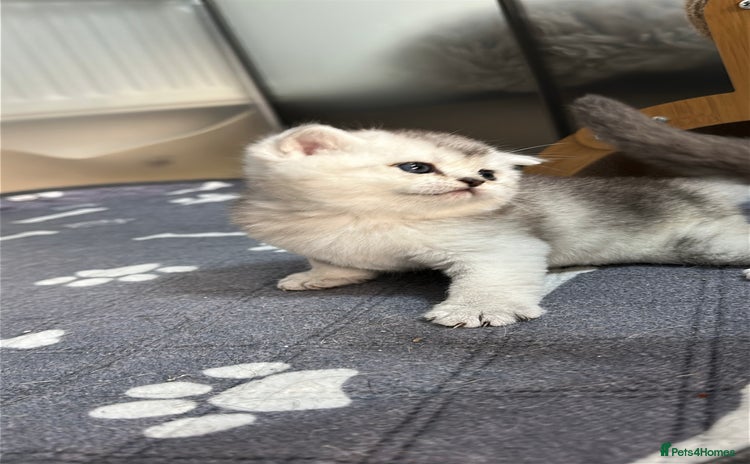 British Shorthair cats - Advert 6