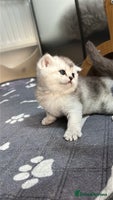 British Shorthair cats Adorable Kittens – Ready for Reservation - Advert 4