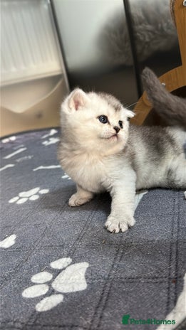 British Shorthair cats - Advert 6