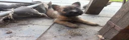 Cairn Terrier dogs for sale: KC Registered Cairn Terrier Pups - Advert 11