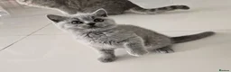 British Shorthair cats for sale: GCCF registered, ready to collect next week! - Advert 9