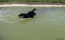 Rottweiler dogs for sale: 3 year old female Rottweiler  - Image 8