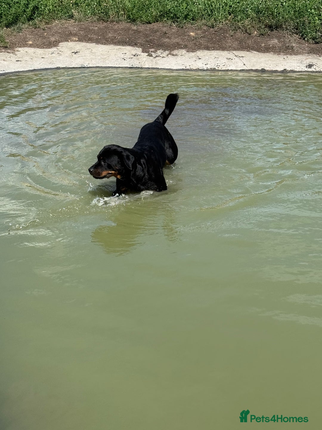 Rottweiler dogs for sale: 3 year old female Rottweiler  - Image 8