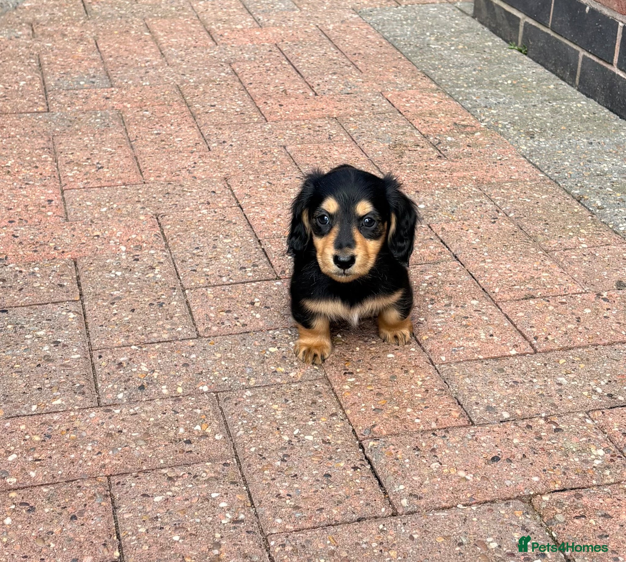 Miniature Dachshund dogs Minature Dachshund Puppies - Advert 3