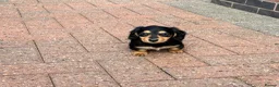 Miniature Dachshund dogs for sale: Long Haired - READY NOW. - Advert 16