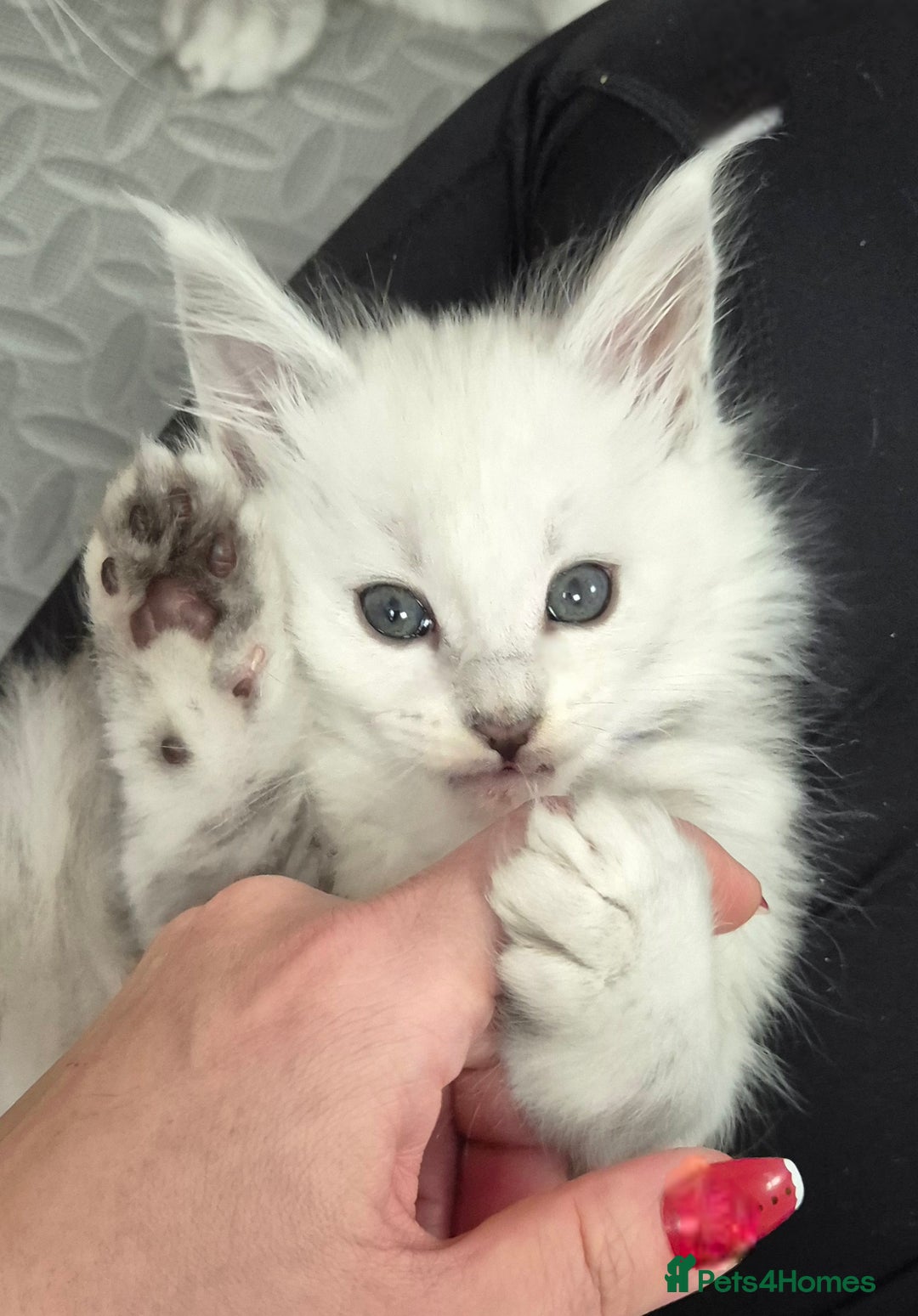 Maine Coon cats for sale: GCCF Pedigree Maine Coon Shaded Kittens - Advert 16