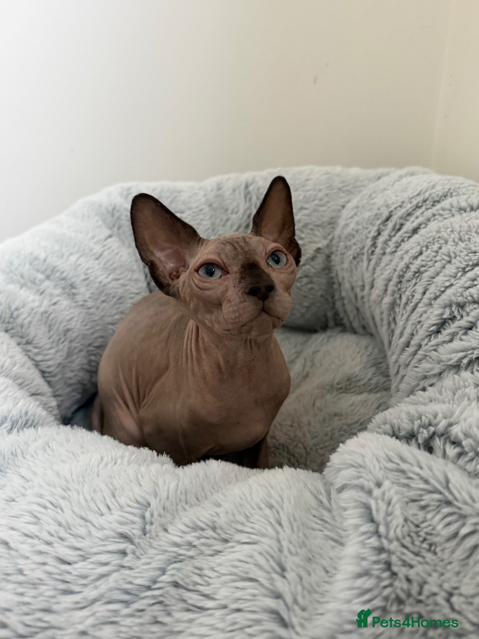 Sphynx cats All - sphynx boy - Advert 8